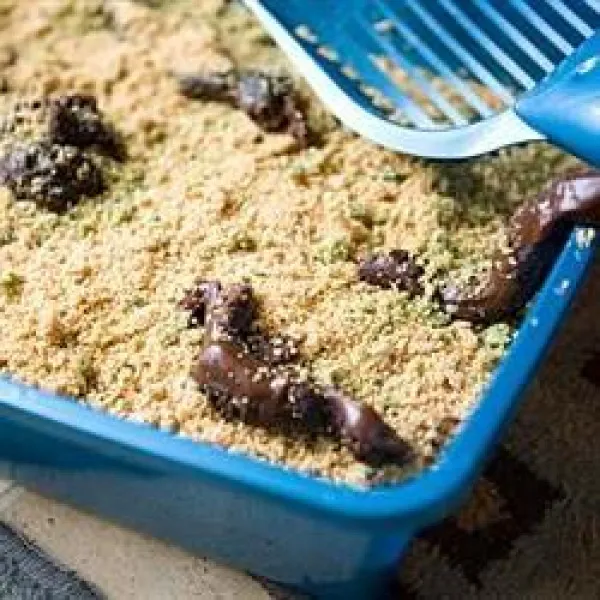Zandtaart Voor Katten