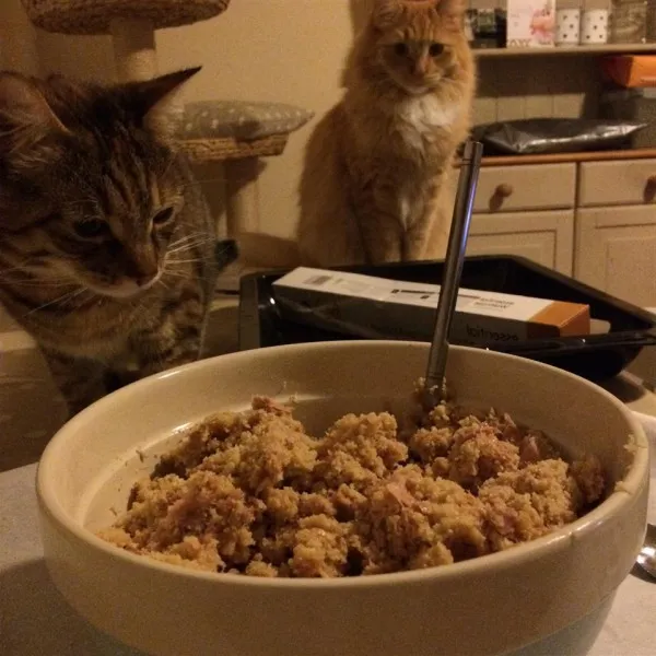 Kattenvisdromen